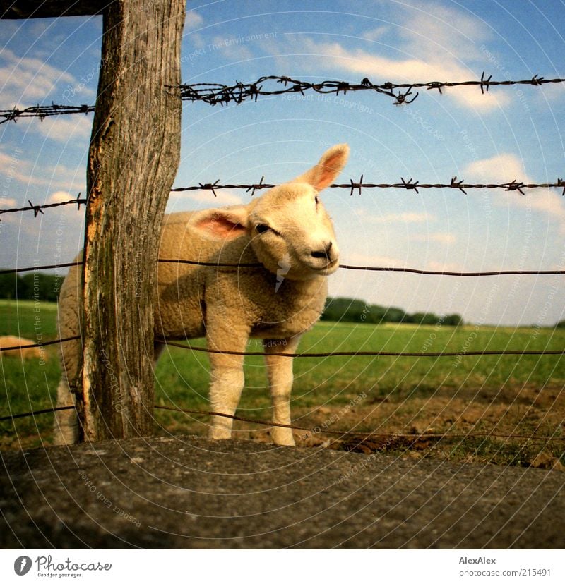 verlammt nochmal! Landschaft Himmel Wolken Schönes Wetter Gras Wiese Feld Menschenleer Nutztier Schaf Lamm 2 Tier Tierjunges Zaun Zaunpfahl Drahtzaun