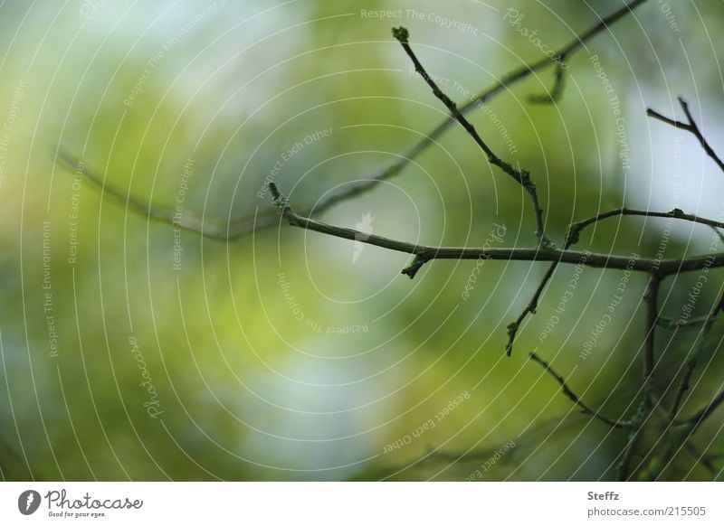 blattlose Zweige im Herbst trist minimalistisch herbstlich laublos karg vergänglich Herbstbeginn Herbstanfang Vergänglichkeit Herbstwetter Oktober grün Stimmung