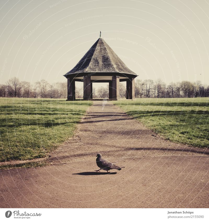 Taube läuft von rechts nach links Umwelt Natur Landschaft Park Wiese Tier Vogel 1 laufen London England Großbritannien Linkskoalition Linksverkehr Außenaufnahme