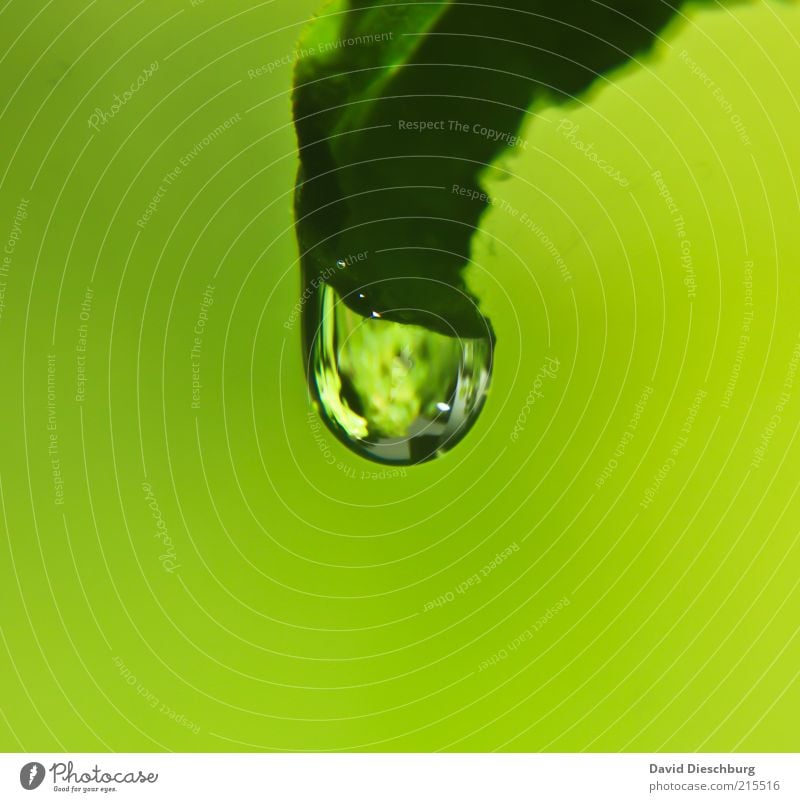 Green world Leben harmonisch ruhig Natur Pflanze Wasser Wassertropfen Frühling Sommer Blatt Grünpflanze grün nass feucht rund Tropfen glänzend Farbfoto