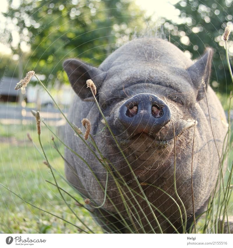 grmpf ... grmpf ... Umwelt Natur Pflanze Tier Sommer Schönes Wetter Baum Gras Wiese Nutztier Tiergesicht Hängebauchschwein Schweinschnauze Schnauze Ohr 1 Blick