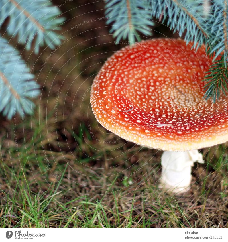 Pilzhut Ernährung Natur Pflanze Gras Fliegenpilz Tannenzweig Rasen Wald Blühend Wachstum ästhetisch bedrohlich natürlich schön weich grün rot weiß Glück