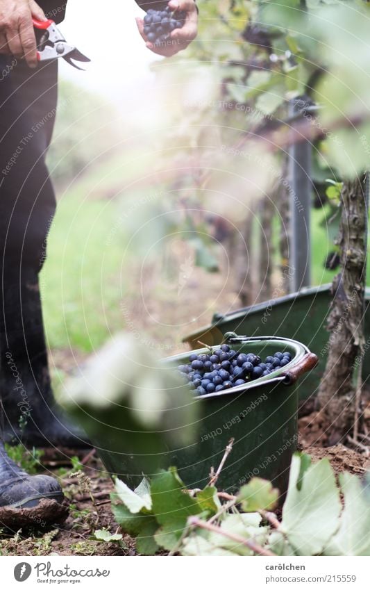 Lese Natur Landschaft Herbst Pflanze grün Weinlese Eimer geschnitten Landwirtschaft Weinbau Weintrauben Farbfoto Außenaufnahme Detailaufnahme Textfreiraum Mitte