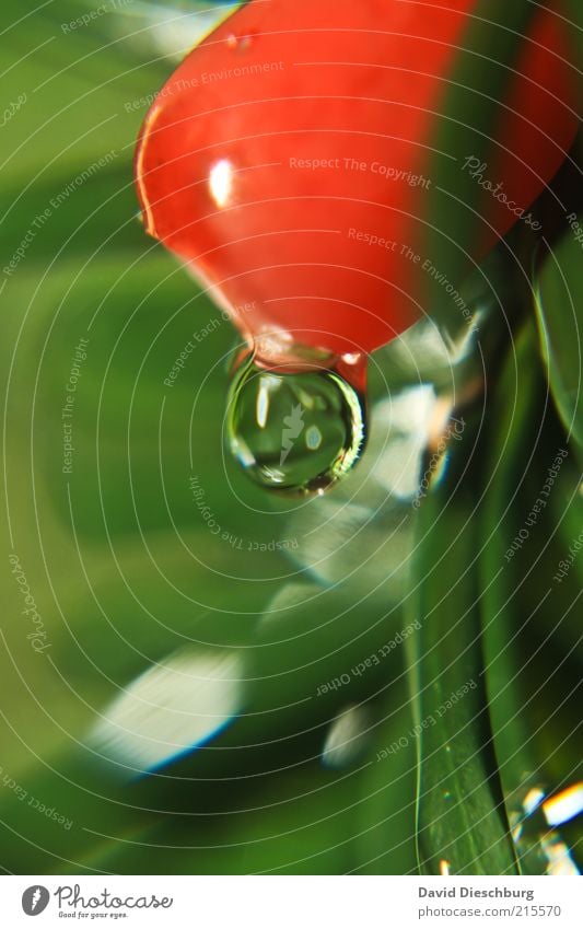 Schon wieder Tropfen... Natur Pflanze Wasser Wassertropfen Frühling Sommer Sträucher Grünpflanze grün rot nass feucht Kugel rund Frucht Farbfoto mehrfarbig