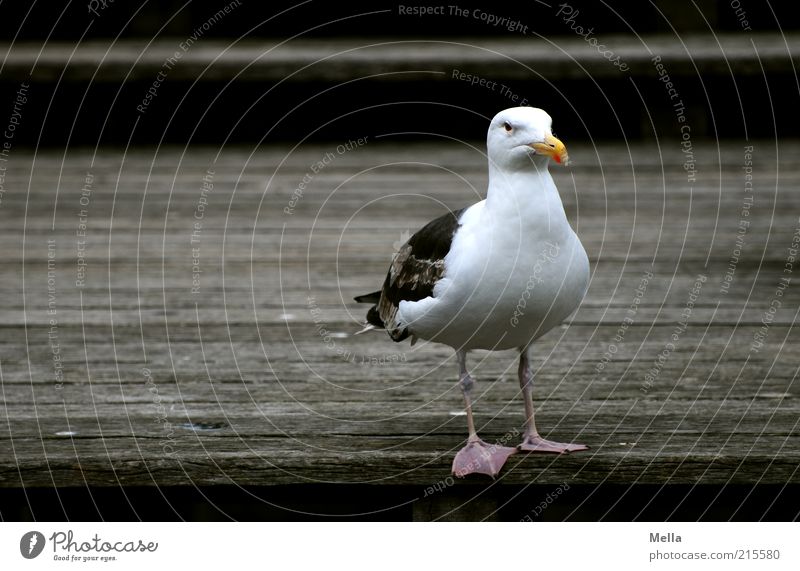 Möwe, schottisch Tier Vogel Mantelmöwe 1 Steg Holz Blick stehen dunkel braun grimmig unfreundlich weiß Textfreiraum links Farbfoto Gedeckte Farben Außenaufnahme