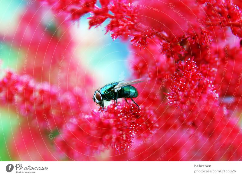 borstig Natur Pflanze Tier Sommer Schönes Wetter Blume Blatt Blüte Prachtspiere Garten Park Wiese Wildtier Fliege Tiergesicht Flügel 1 beobachten Blühend Duft