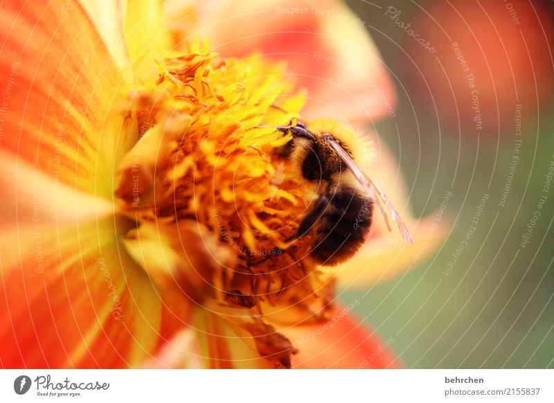 von bienchen und blümchen Natur Pflanze Tier Sommer Schönes Wetter Blume Blatt Blüte Garten Park Wiese Wildtier Biene Flügel Hummel 1 Blühend Duft fliegen