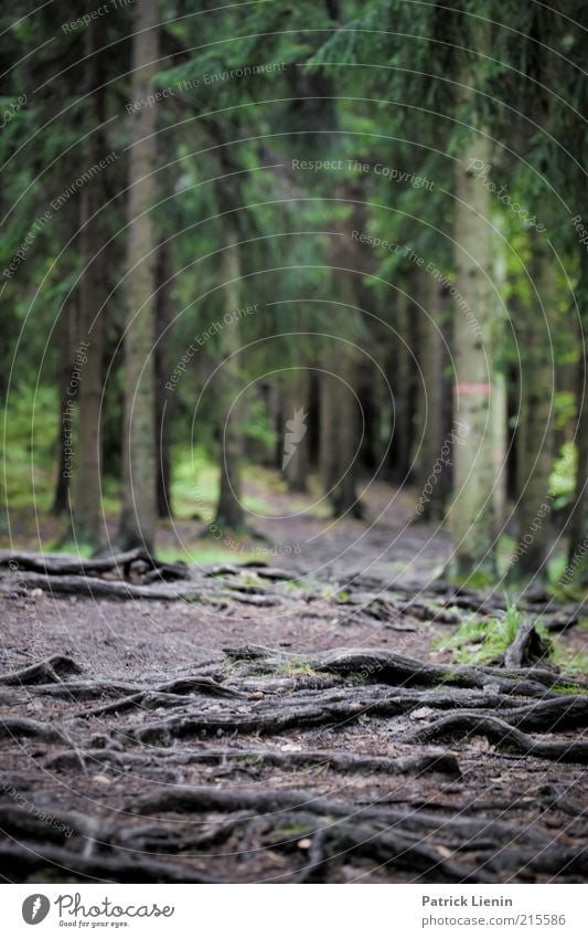 Wurzelwald [2] Umwelt Natur Landschaft Pflanze Urelemente Erde Klima Wetter schlechtes Wetter Regen Baum Grünpflanze Wald Schweden stolpern mystisch unheimlich