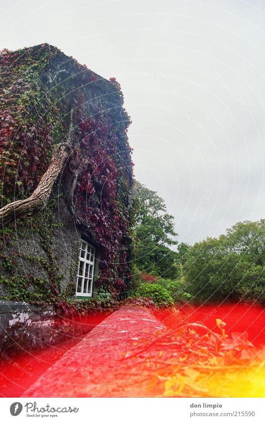 mehr farbe bitte Ferien & Urlaub & Reisen Haus Traumhaus Garten Herbst schlechtes Wetter Pflanze Efeu Cong Co.Mayo Republik Irland historisch mehrfarbig rot