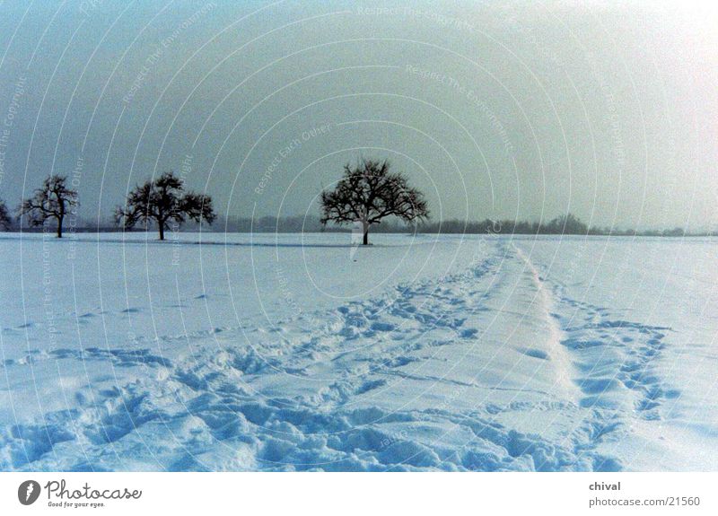 Drei Bäume Winter Schnee Sonne Nebel Ferne Schneespur