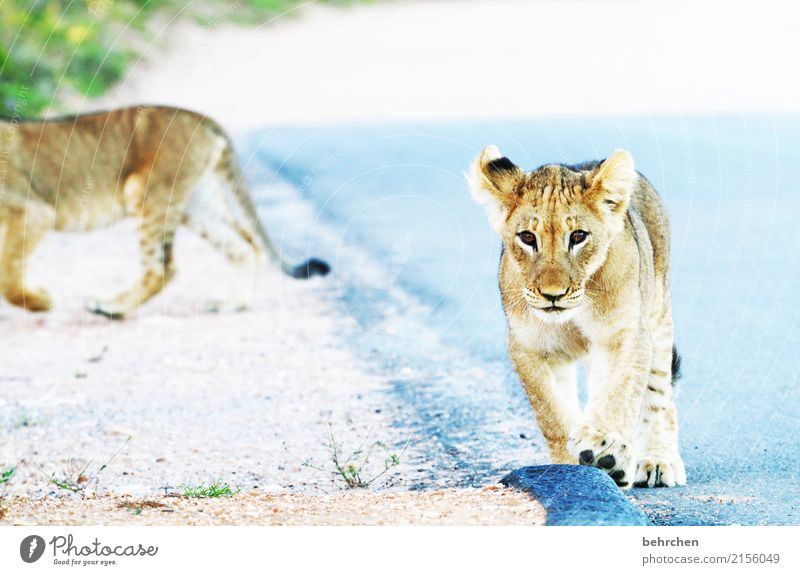 ich seh dich! Ferien & Urlaub & Reisen Tourismus Ausflug Abenteuer Ferne Freiheit Safari Natur addo elephant nationalpark Südafrika Wildtier Tiergesicht Fell