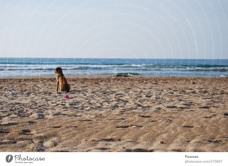 Melancholischer Streuner Erholung ruhig Ferien & Urlaub & Reisen Ferne Freiheit Sand Luft Wasser Horizont Wellen Küste Strand Meer Tier Hund 1 genießen sitzen