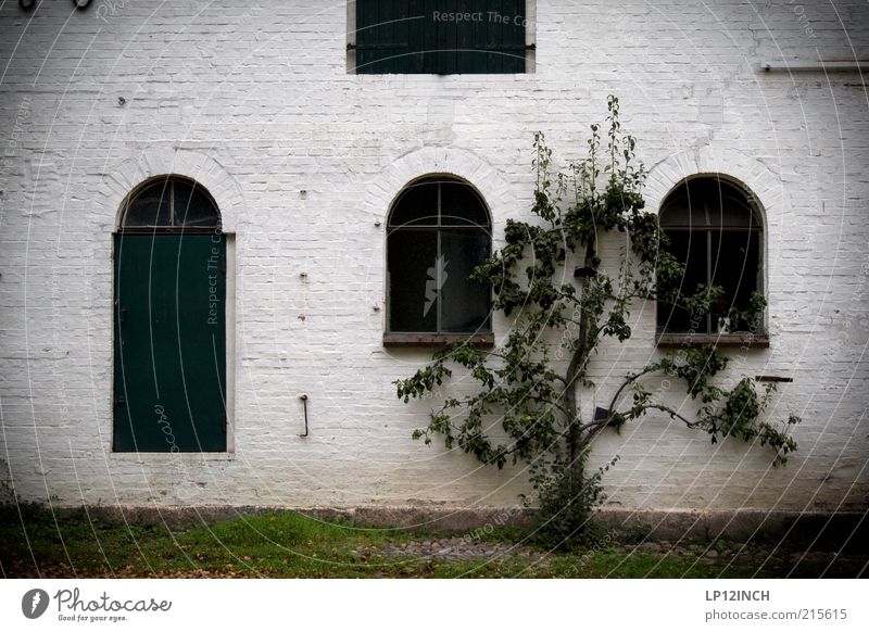 Stocksee GBZweekender Pflanze Baum Dersau Dorf Stadtrand Altstadt Menschenleer Haus Fabrik Gebäude Mauer Wand Fenster Stein Armut dunkel gruselig schwarz weiß