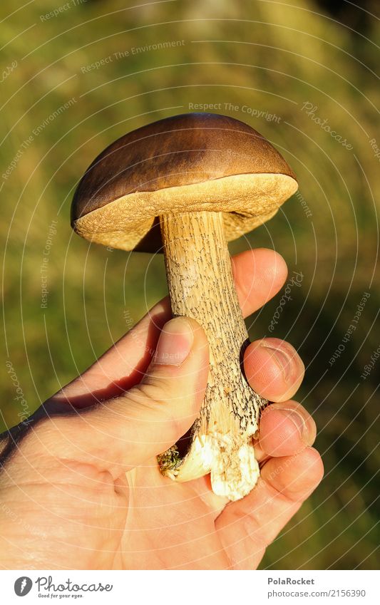 #S# Pilz two Freizeit & Hobby Begeisterung Lebensmittel Pilzsucher Mensch Hand Umwelt Natur entdecken braun Zufriedenheit Vertrauen Wald Stolz Schutz Sicherheit