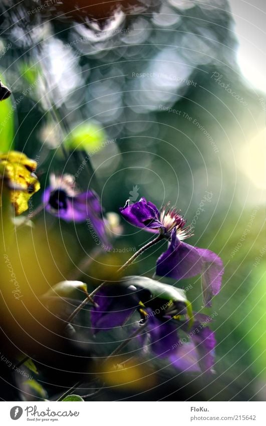 Welk geht der Sommer Umwelt Natur Pflanze Schönes Wetter Blatt Blüte Grünpflanze Wildpflanze alt leuchten verblüht dehydrieren Wachstum schön natürlich gelb