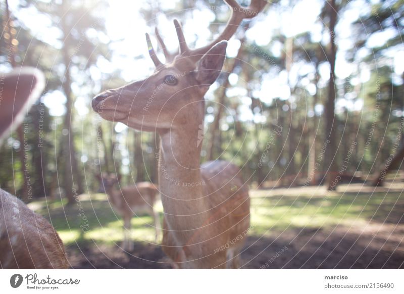 deer Umwelt Natur Tier Sommer Herbst Schönes Wetter Park Wald Wildtier Tiergesicht Reh Rehauge Hirsche Fressen füttern wild Schüchternheit Umweltschutz Farbfoto