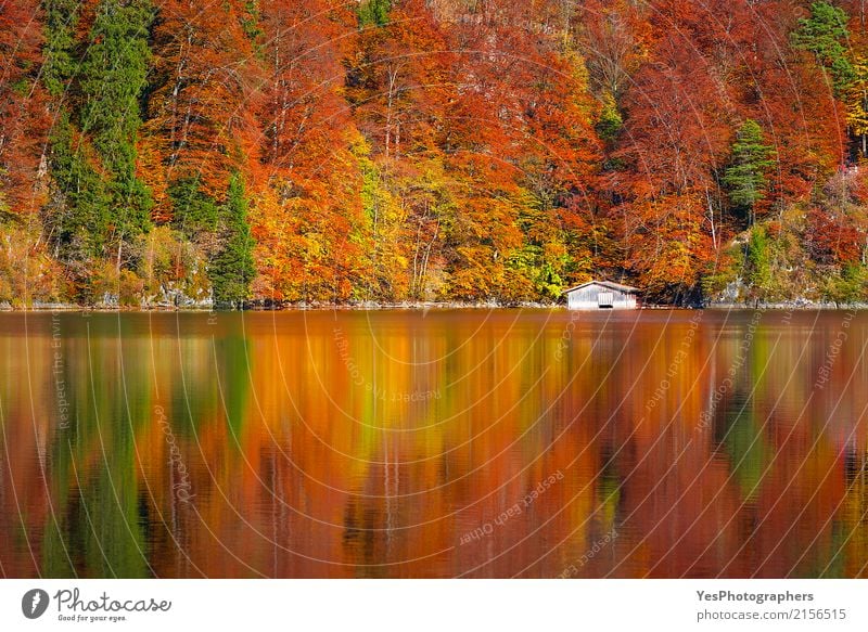 Herbstwald reflektiert im Alpsee See Freude Natur Landschaft Schönes Wetter Blatt Wald Seeufer Fröhlichkeit hell schön gelb gold grün orange rot Reinheit Farbe