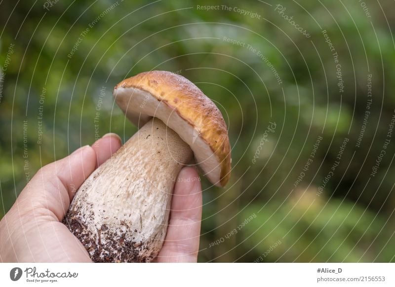 Steinpilz in der Hand wald grün Hintergrund Lebensmittel Gemüse Pilz Steinpilze Ernährung Bioprodukte Vegetarische Ernährung Lifestyle schön Gesunde Ernährung