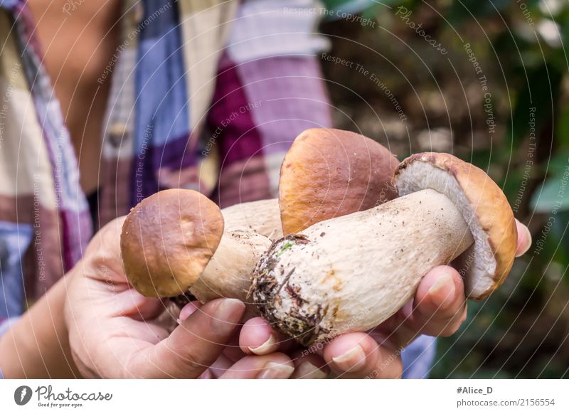 Bio ernste frische Steinpilze Lebensmittel Gemüse Pilz Waldpilze Ernährung Bioprodukte Vegetarische Ernährung Lifestyle schön Gesunde Ernährung Mensch feminin