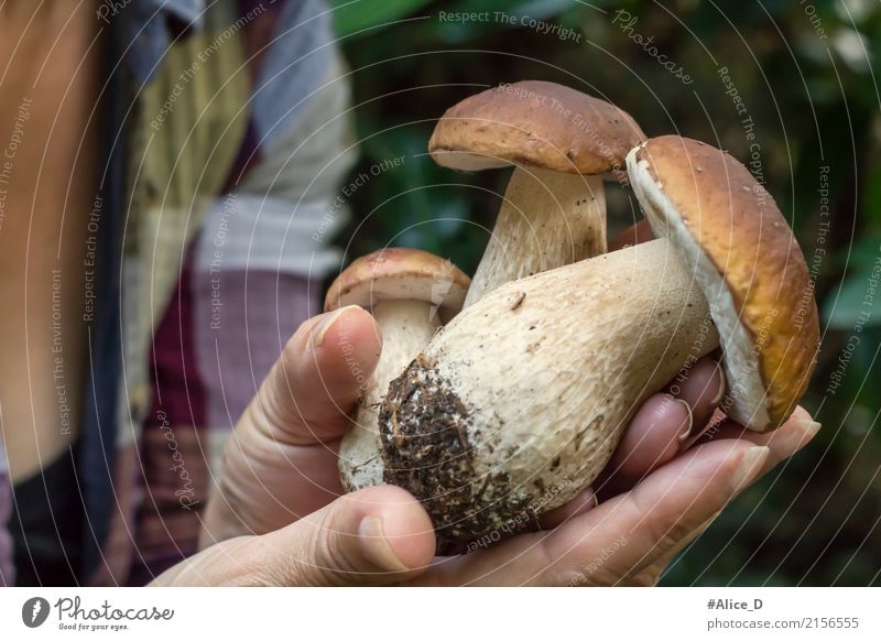 Frische Steinpilze Lebensmittel Gemüse Pilz Ernährung Bioprodukte Vegetarische Ernährung Lifestyle Gesunde Ernährung Mensch feminin Frau Erwachsene Hand 1 Natur