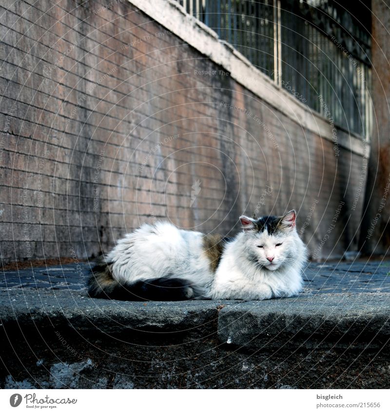 Auszeit Wohlgefühl Zufriedenheit Erholung ruhig Tier Haustier Katze 1 liegen schlafen Gelassenheit Farbfoto Gedeckte Farben Tag Außenaufnahme Menschenleer Mauer