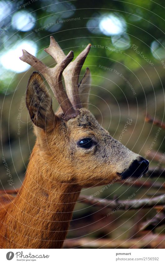 Roe Capreolus Capreolus Jagd Sommer Küche Mann Erwachsene Natur Landschaft Tier Gras Park Wiese Wald Oase natürlich wild braun weiß Hupe Ohren jung Nachbau