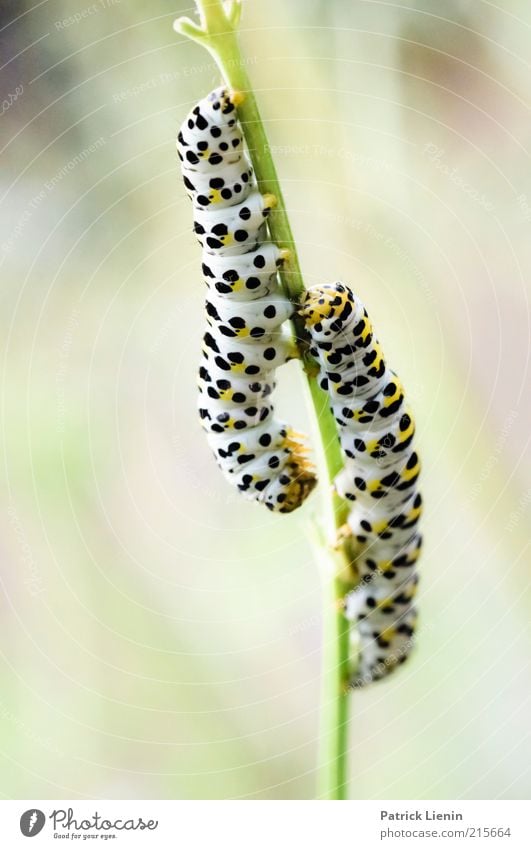 Zweisamkeit Umwelt Natur Pflanze Tier Urelemente Sommer Grünpflanze Nutzpflanze Wildtier 2 hängen Raupe Fressen schön Geschwindigkeit abfressen Punkt langsam