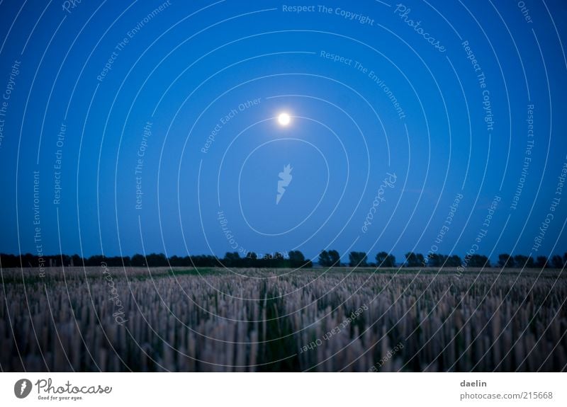 field at night Landschaft Feld blau Mond Mondschein Weizen Weizenfeld Himmel Nachthimmel Abenddämmerung Blauer Himmel Farbfoto Außenaufnahme Dämmerung