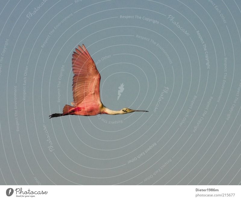 Löffler Umwelt Natur Tier Wildtier Vogel Flügel 1 Bewegung fliegen ästhetisch außergewöhnlich elegant exotisch Ferne frei gut hoch natürlich schön wild blau