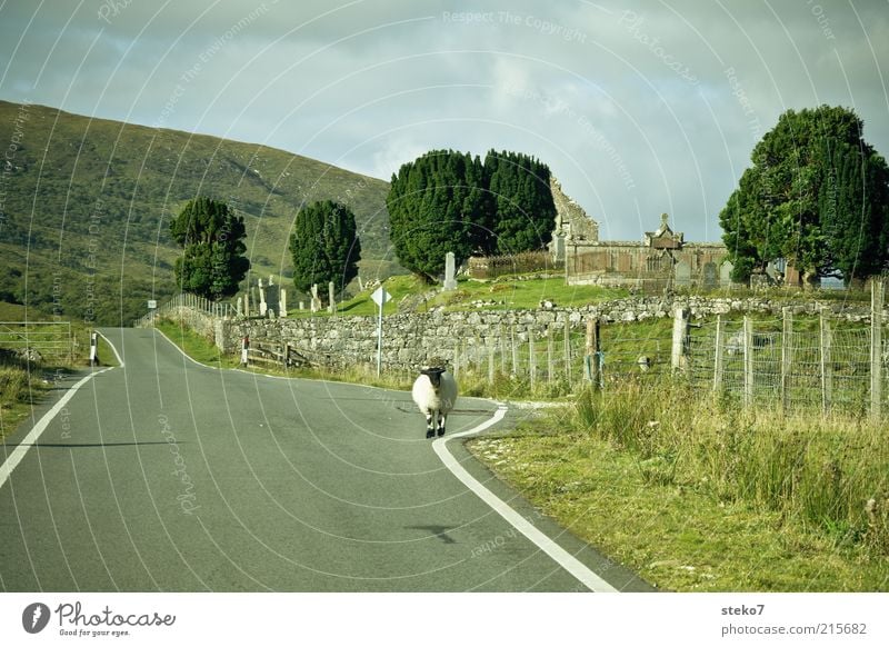 Linksverkehr Baum Feld Hügel Straße Nutztier Schaf 1 Tier Idylle Natur Ferien & Urlaub & Reisen ruhig Wege & Pfade Gegenverkehr Ruine Landstraße