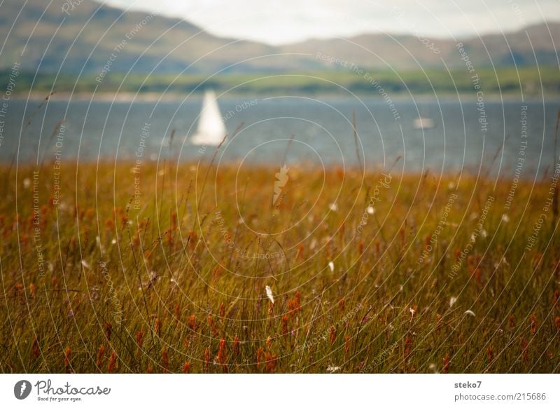 Schottische Küste Landschaft Gras Wiese Hügel Bucht Segelboot braun weiß Ferien & Urlaub & Reisen Schottland Sehnsucht Gedeckte Farben Außenaufnahme