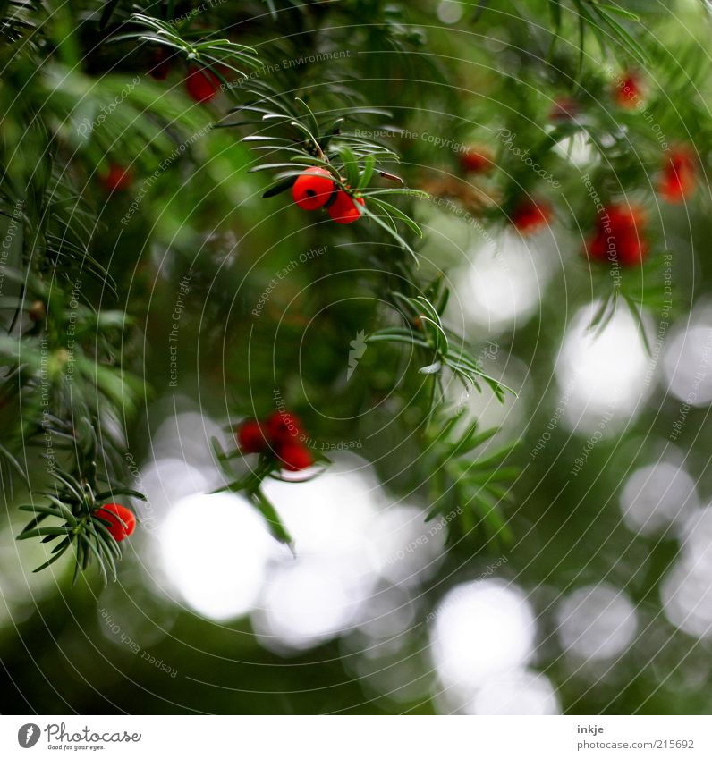 Komplementärfarbe giftig Landschaft Pflanze Luft Herbst Sträucher Wildpflanze Eibe Nadelbaum Tannennadel Licht Reflexion & Spiegelung Warnung Vorsicht hängen