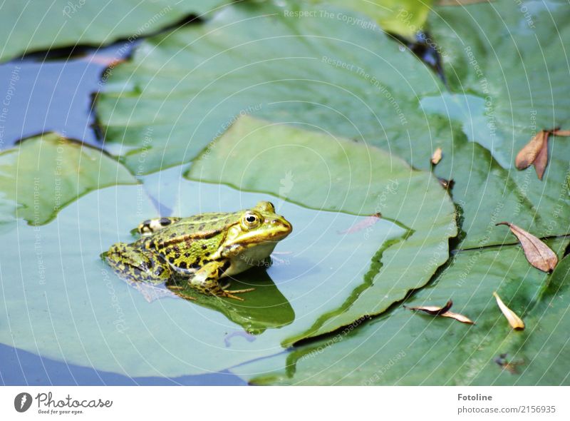 Küss mich! Umwelt Natur Pflanze Tier Urelemente Wasser Sommer Blatt Grünpflanze Küste Seeufer Teich Wildtier Frosch Tiergesicht 1 hell klein nass natürlich grün