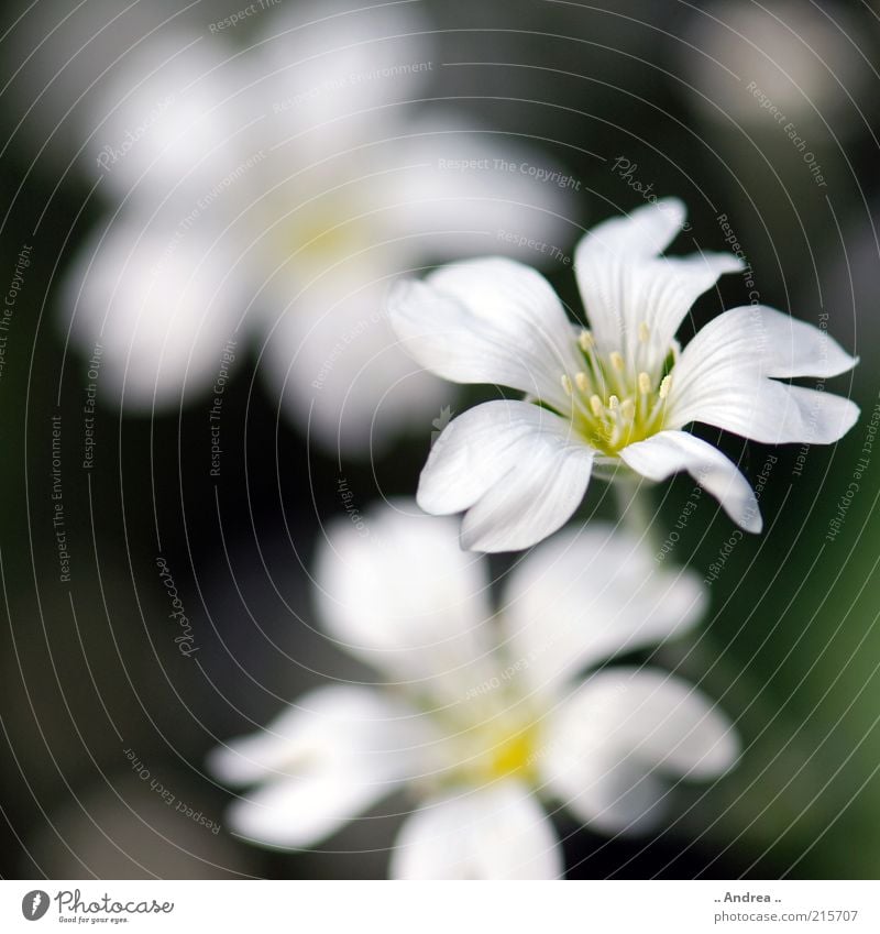 Blume schön Gesundheit Pflanze Blüte süß weiß Blühend Natur Wachstum Menschenleer Textfreiraum unten Textfreiraum links Farbfoto Außenaufnahme Makroaufnahme