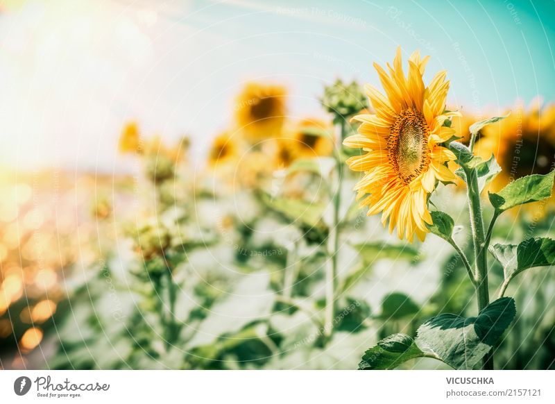 Sonnenblumen Lifestyle Sommer Garten Natur Landschaft Pflanze Schönes Wetter Blume Blatt Blüte Nutzpflanze gelb Design Pollen Sonnenblumenfeld Sonnenlicht