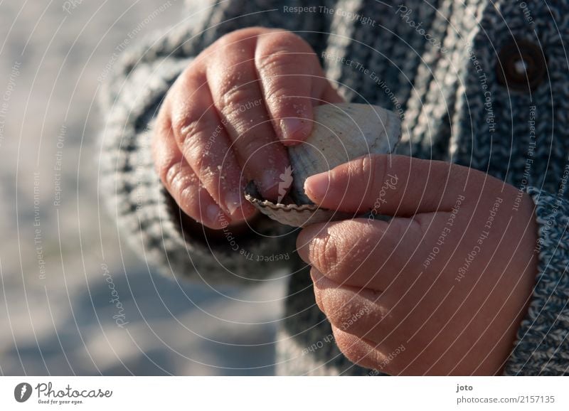 Muschelschalen Zufriedenheit Freizeit & Hobby Kinderspiel Ferien & Urlaub & Reisen Ausflug Abenteuer Sommer Sommerurlaub Strand Kindererziehung Bildung lernen