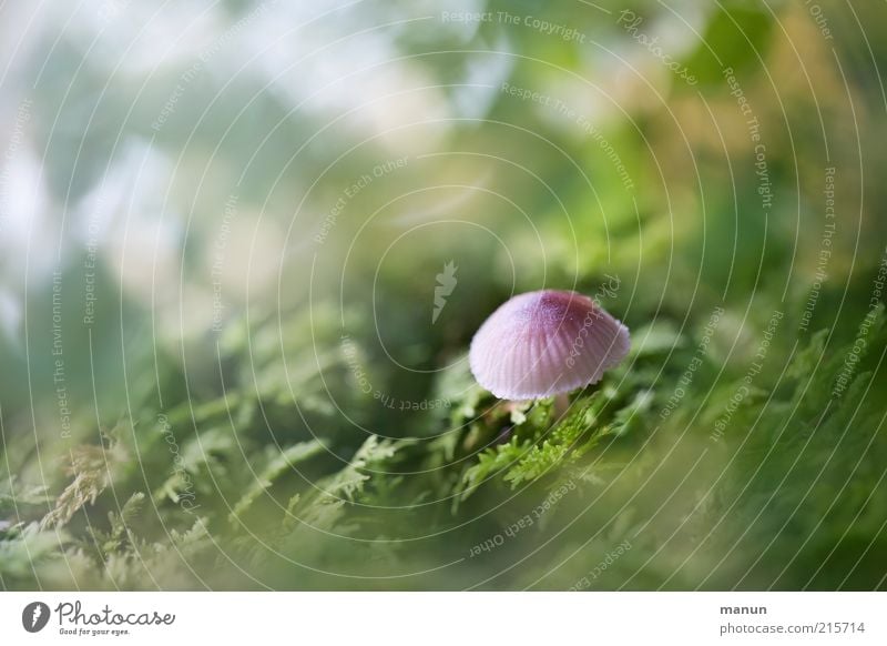 Sprössling Ernährung Bioprodukte Vegetarische Ernährung Natur Moos Wildpflanze Pilz herbstlich klein lecker niedlich Gift Farbfoto Außenaufnahme Tag Sonnenlicht