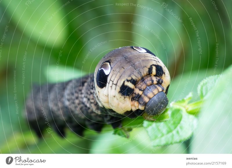 futternder Weinschwärmer Tier Sommer Herbst Blatt Garten Park Wildtier Tiergesicht Raupe Schmetterling 1 braun grün markant Mandibel Farbfoto Außenaufnahme Tag