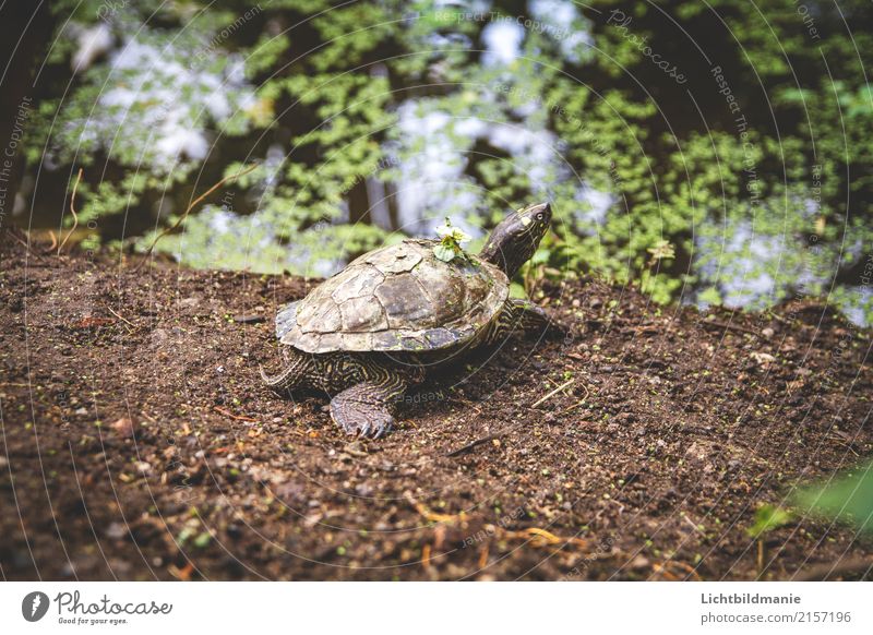 Strandtag Umwelt Natur Tier Erde Wasser Farn Blatt exotisch Garten Urwald Küste Seeufer Moor Sumpf Teich Haustier Wildtier Tiergesicht Krallen Fährte Zoo