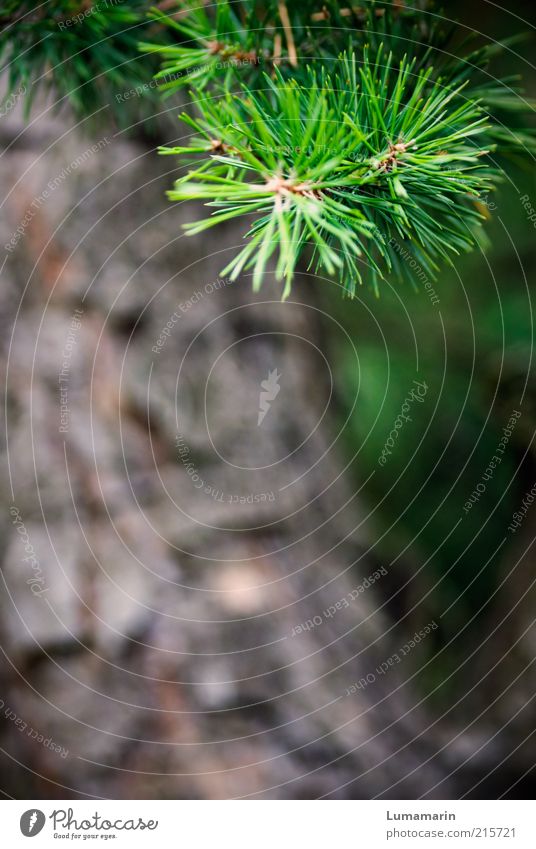 Abzweigung Umwelt Natur Pflanze Baum ästhetisch frisch nah natürlich Spitze wild grün Idylle Umweltschutz Wachstum Nadelbaum Kiefer Zweige u. Äste Märchenwald