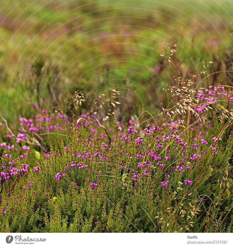 nordische Natur in Irland nordischer Sommer nordische Pflanzen nordische Wildpflanzen Republik Irland Sommer im Norden wilde Natur Heide Heideblüte