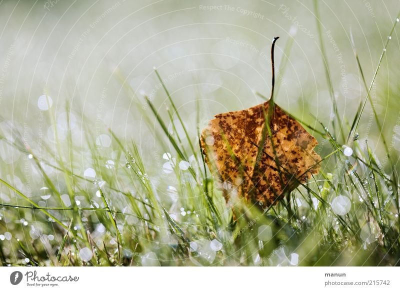 Tau-Wetter Natur Wassertropfen Herbst Gras Blatt Birkenblätter Herbstlaub herbstlich Herbstbeginn Herbstfärbung Wiese glänzend leuchten liegen frisch nass schön