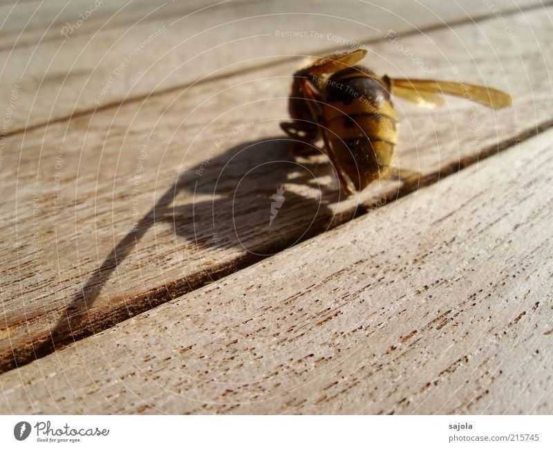 ein schatten seiner selbst Tier Totes Tier Flügel Hornissen 1 Holz Traurigkeit Trauer ästhetisch Vergänglichkeit Wandel & Veränderung Tod Hülle diagonal