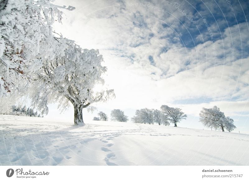 für alle Winterhasser Ferien & Urlaub & Reisen Ausflug Schnee Winterurlaub Umwelt Natur Landschaft Himmel Schönes Wetter Baum Hügel hell kalt blau weiß wandern