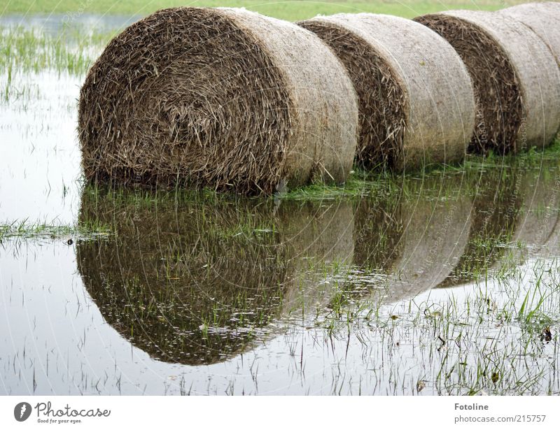 Überflutung Umwelt Natur Landschaft Pflanze Urelemente Wasser Herbst Gras Wiese hell nass natürlich Heu Heuballen Stroh Strohballen Überschwemmung überschwemmt