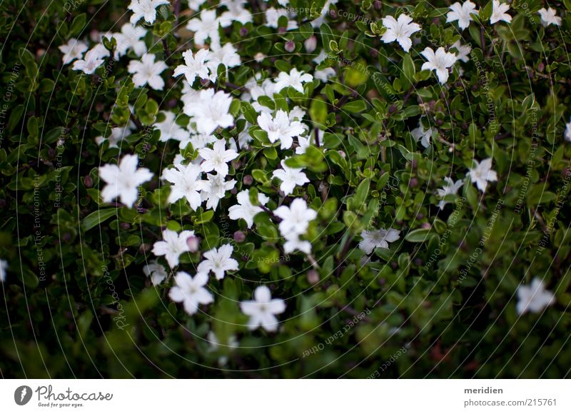 Chinesische süße Rose Natur Landschaft Pflanze Sommer Blume Blatt Blüte Wildpflanze Riff Korallenriff weiß Stimmung Tugend Fröhlichkeit Ehre Mut Vertrauen