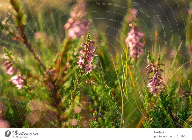 Heidetraum Natur Pflanze Sommer Blüte Wildpflanze Wiese Feld Wald Menschenleer atmen beobachten Blühend Duft Erholung frisch natürlich wild braun grün violett