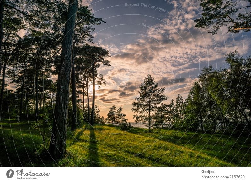 Waldlichtung in Abendstimmung Natur Himmel Wolken Sonnenaufgang Sonnenuntergang Sommer Schönes Wetter Baum Gras Sträucher Wildpflanze Wiese Küste Ostsee Blühend