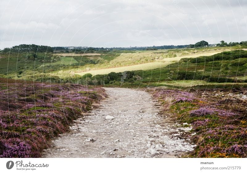 wegsam Ferien & Urlaub & Reisen Ausflug Sommerurlaub Umwelt Natur Landschaft Erde Baum Sträucher Moos Wildpflanze Heide Heidekrautgewächse Wiese Feld Hügel