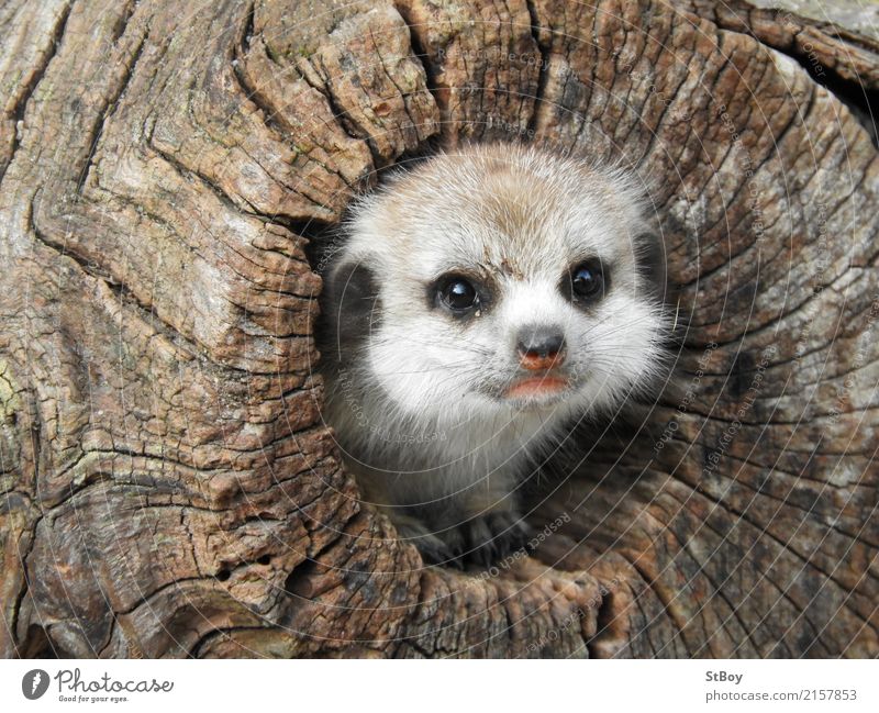 Erdmännchen-Junges beim Ausguck Natur Baum Tier Wildtier Tiergesicht Zoo 1 Tierjunges niedlich braun Nachkommen Farbfoto Außenaufnahme Nahaufnahme Tag